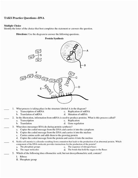 Protein Synthesis Worksheet Answer Key Part B — db-excel.com
